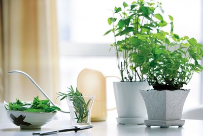 养室内植物真的可以净化空气吗？